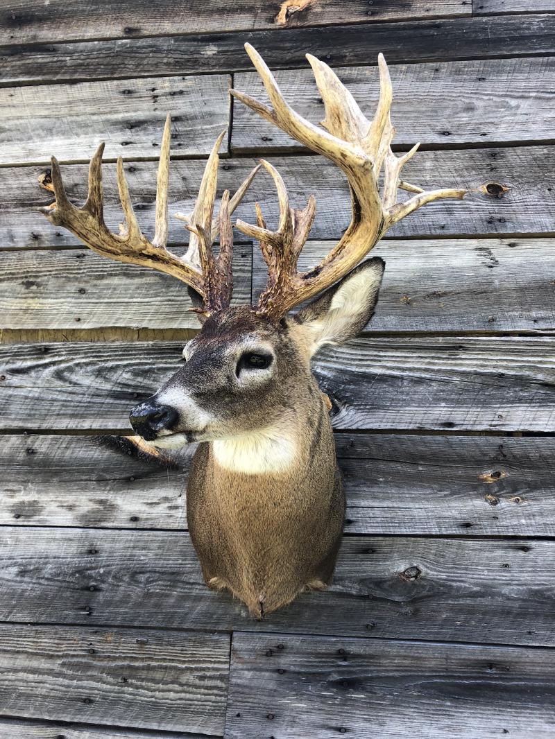Whitetail deer trophy mount against weathered barnwood — Brought To Life Taxidermy
