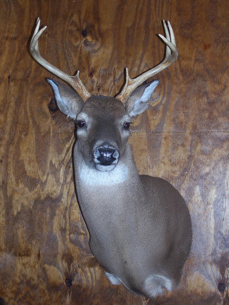Trophy mount showcasing craftsmanship