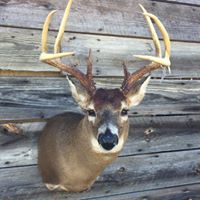 Trophy mount